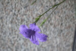 藍花草