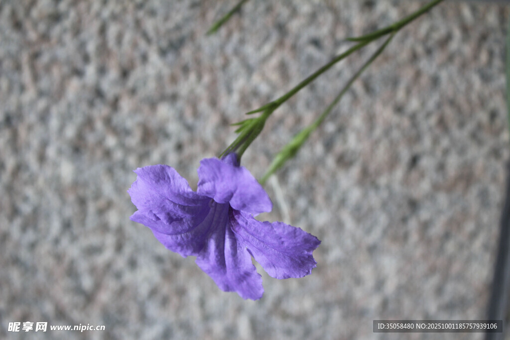 藍(lán)花草
