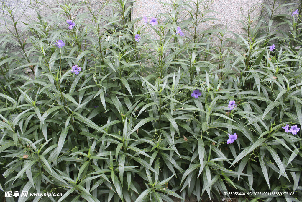 藍(lán)花草