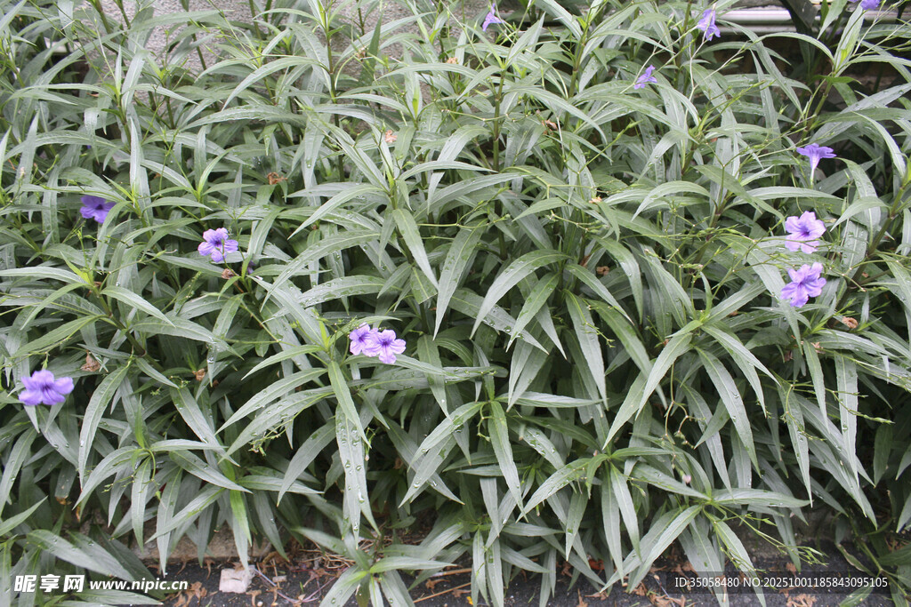 藍(lán)花草