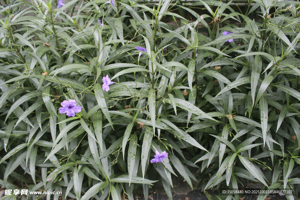 藍(lán)花草