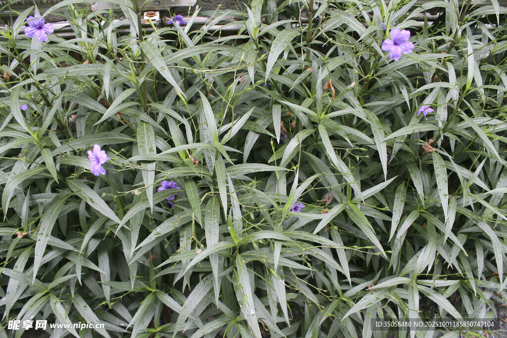 藍(lán)花草