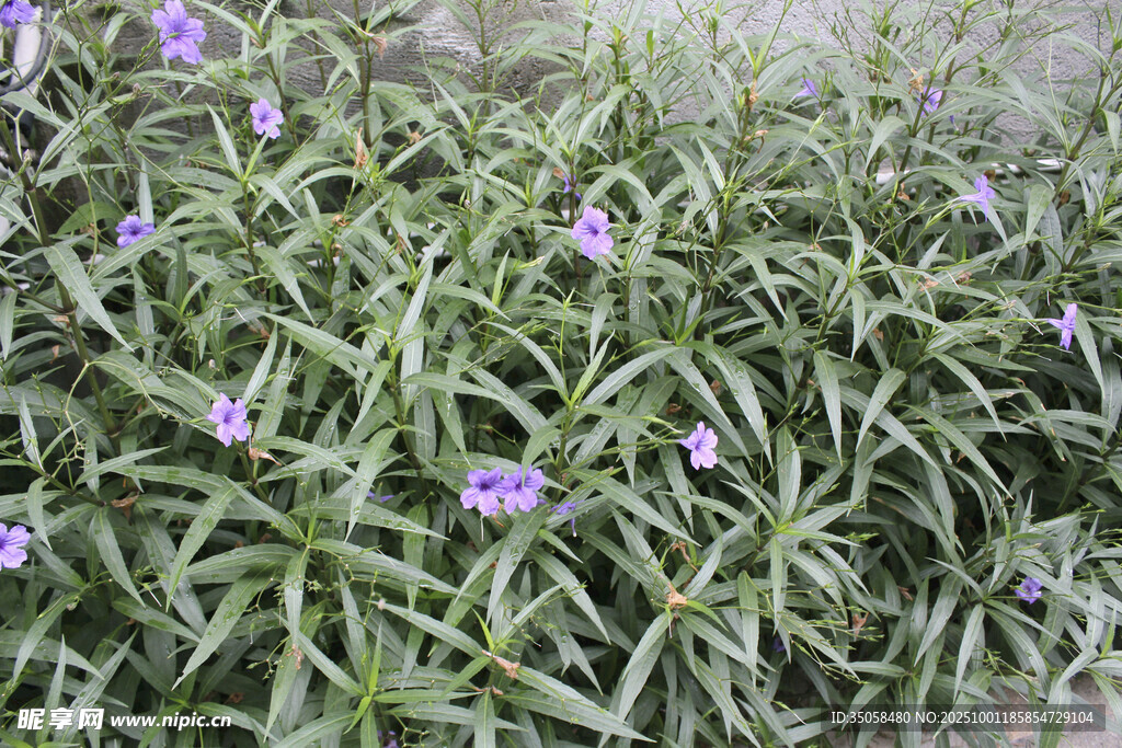 藍(lán)花草