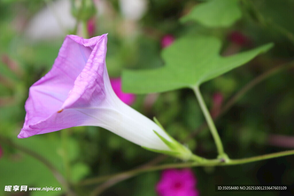 牽牛花