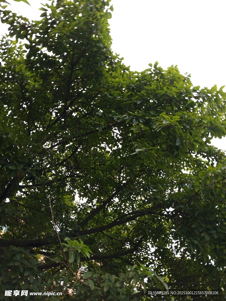繁茂綠樹枝葉間的生機