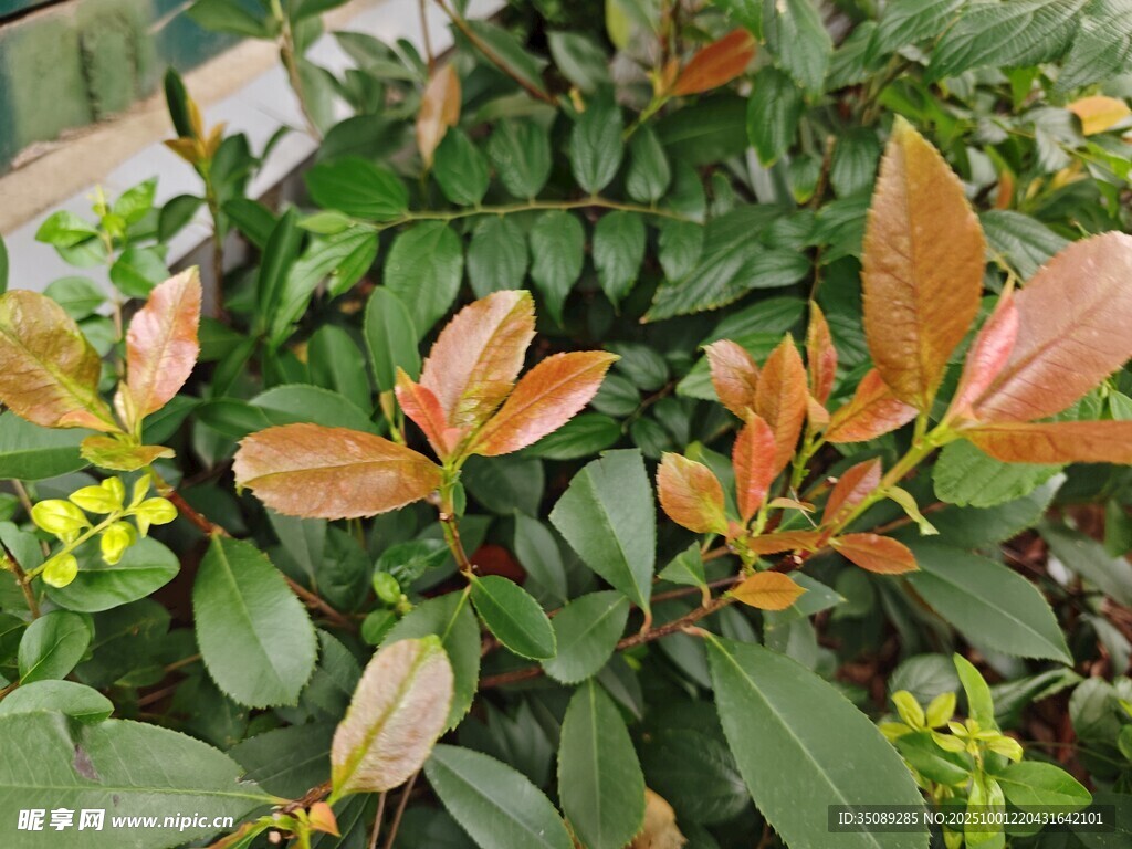 多彩葉片的植物景觀