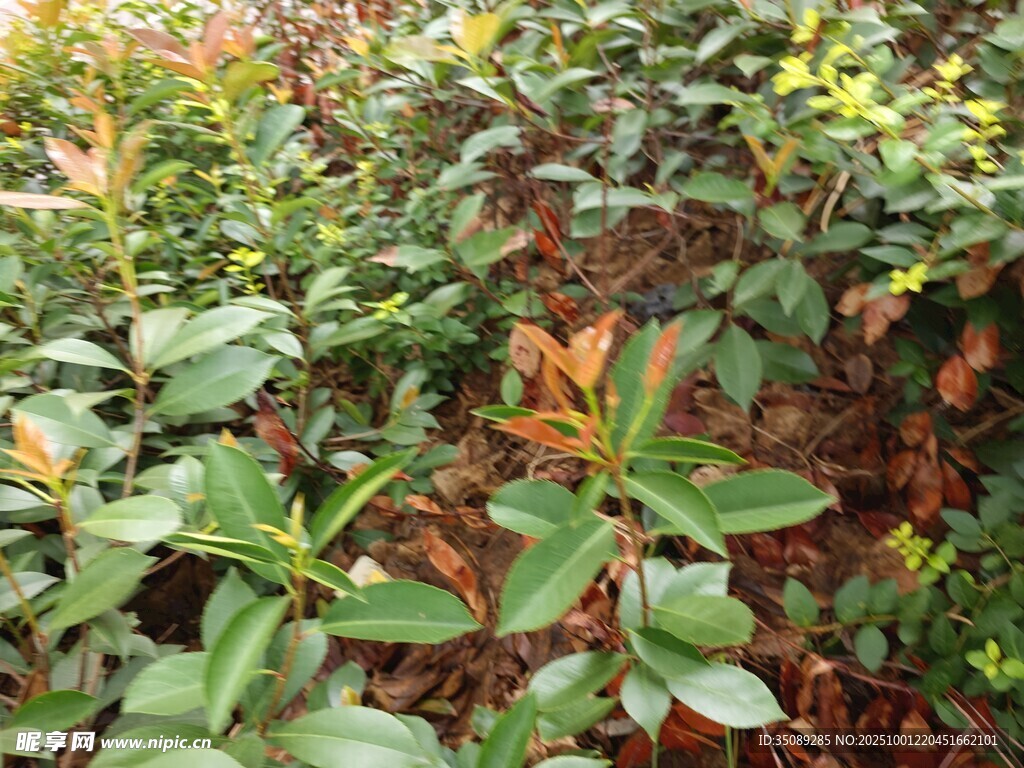 綠葉植物景觀