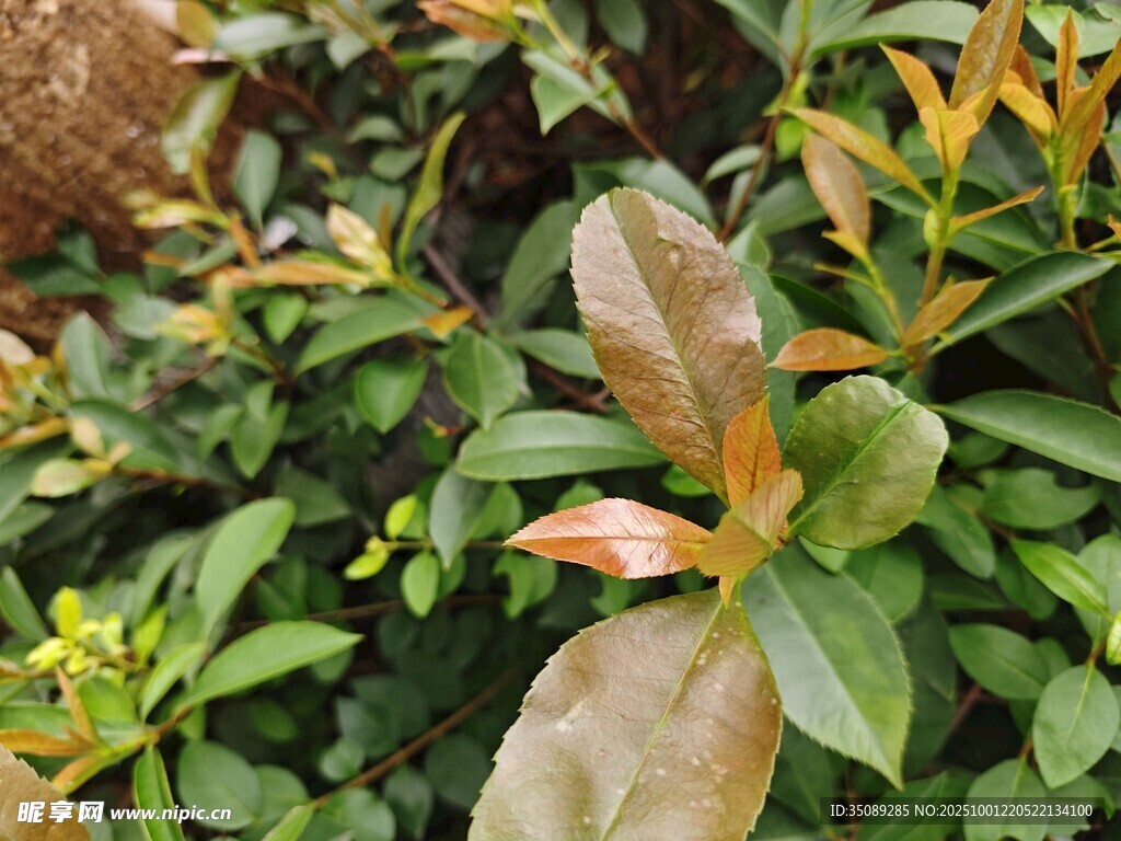 多彩葉片的綠植特寫