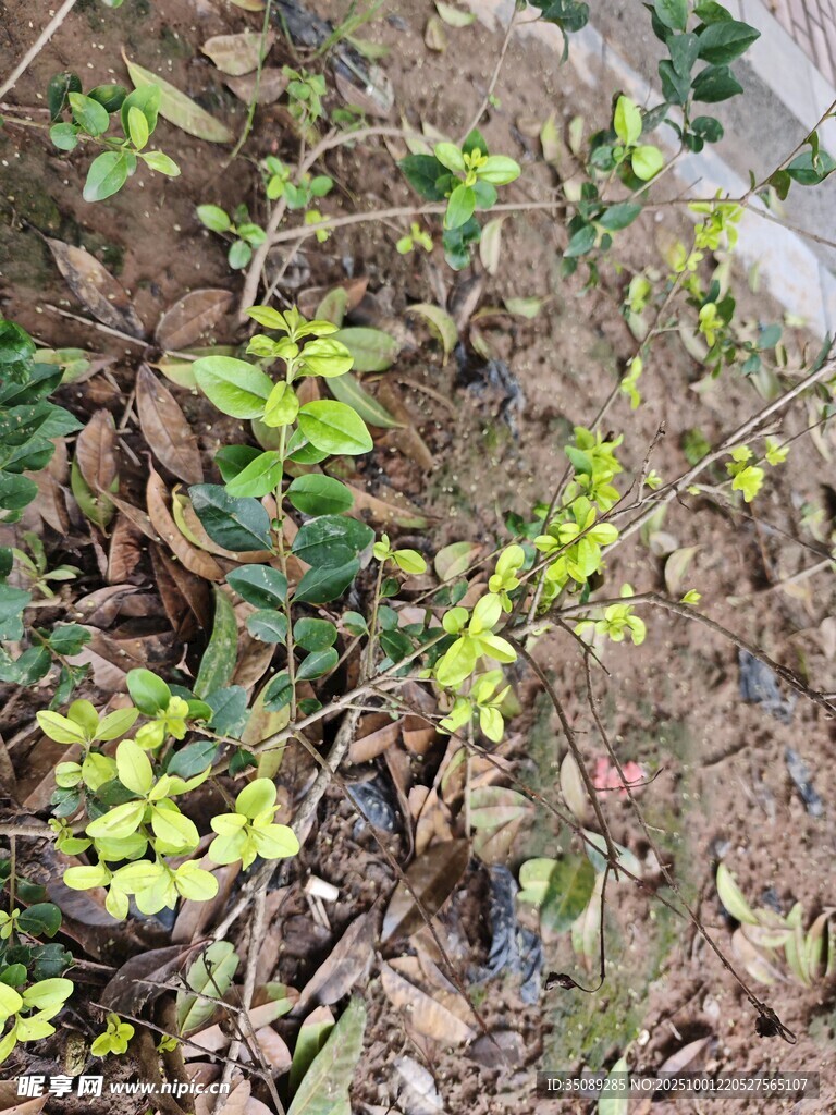 地面生長的嫩綠小植物
