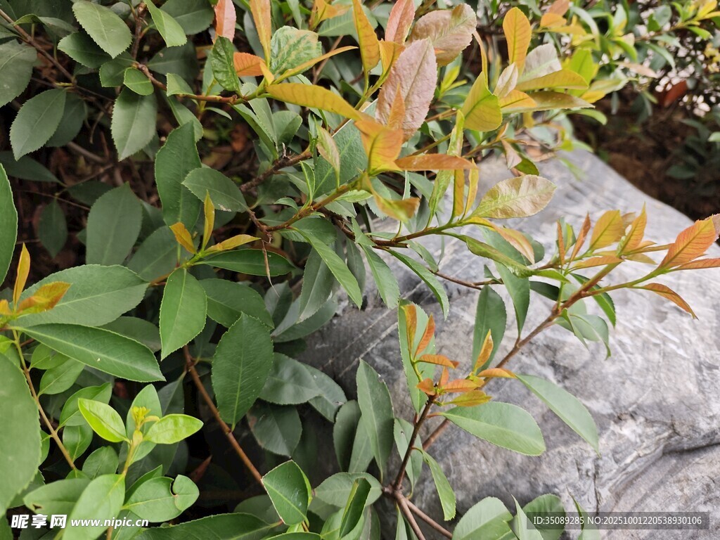 綠葉橙枝的植物景致