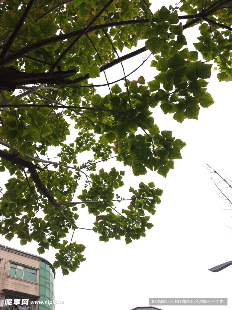 綠葉掩映下的城市建筑
