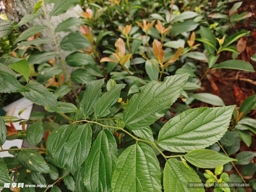 綠葉繁茂的多彩植物景觀