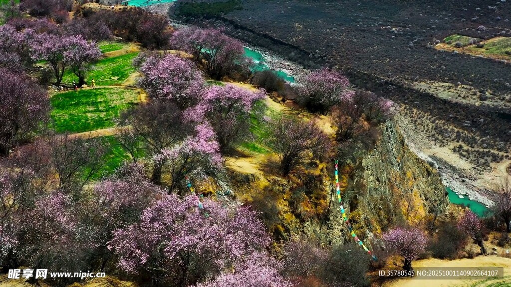山坡爛漫花海美景