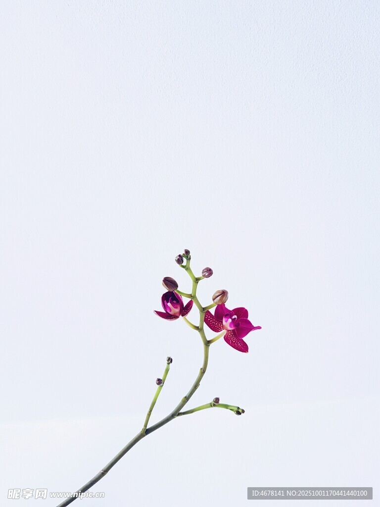 一枝嬌艷綻放的粉色蘭花