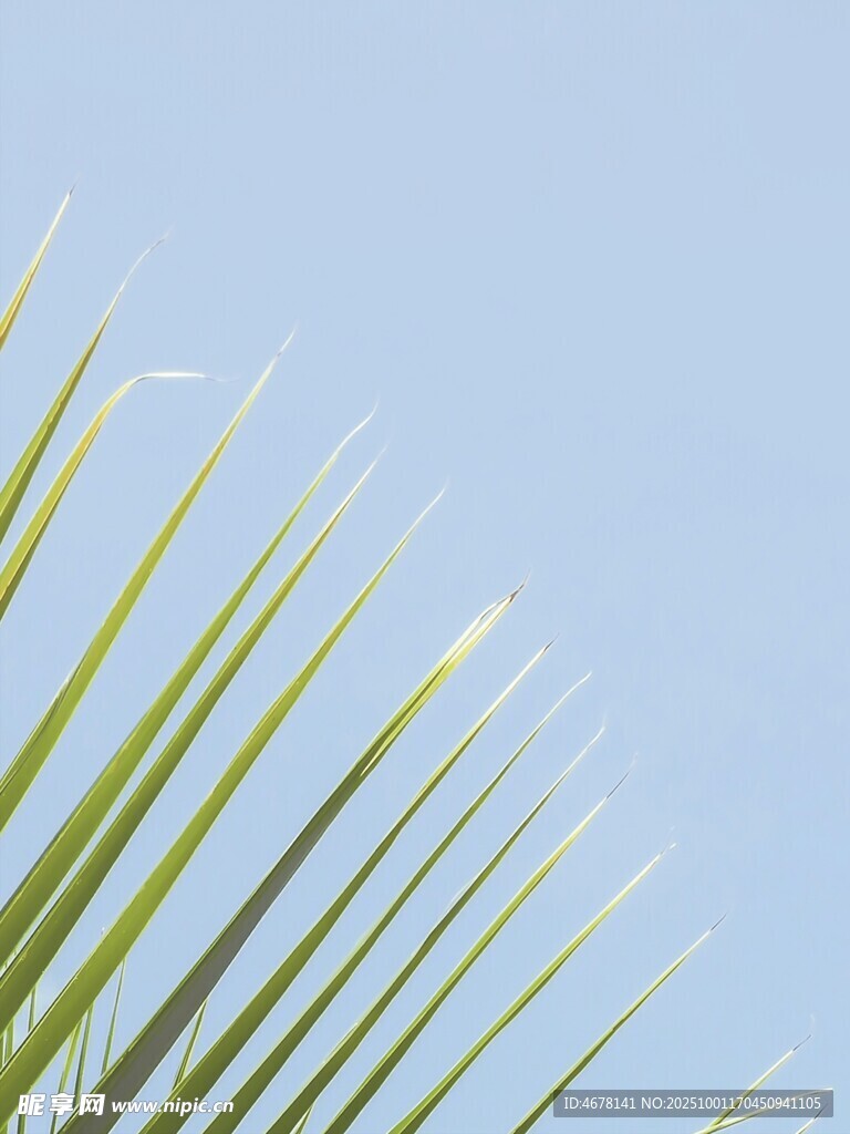 藍天映襯下的翠綠棕櫚葉