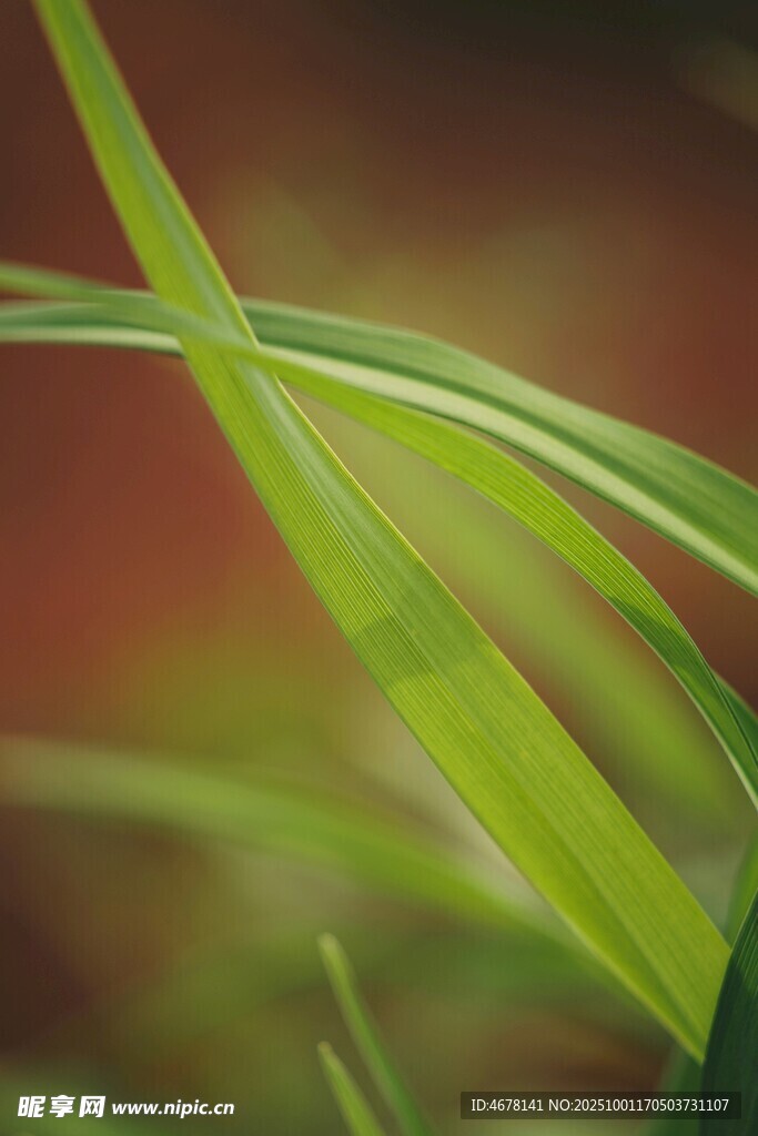嫩綠草葉特寫(xiě)