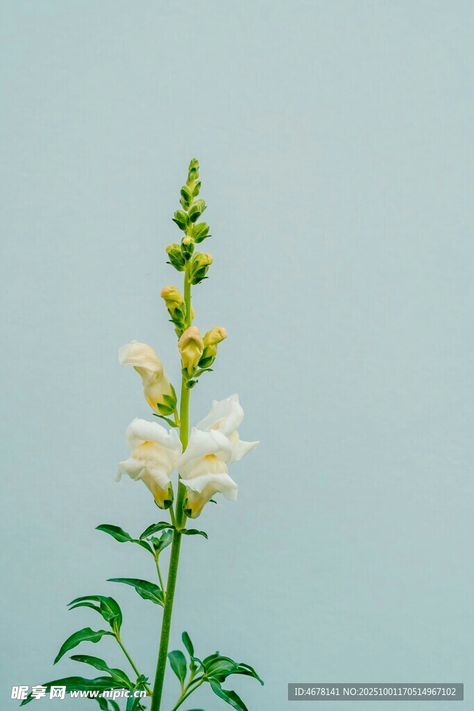 白色毛蕊花特寫