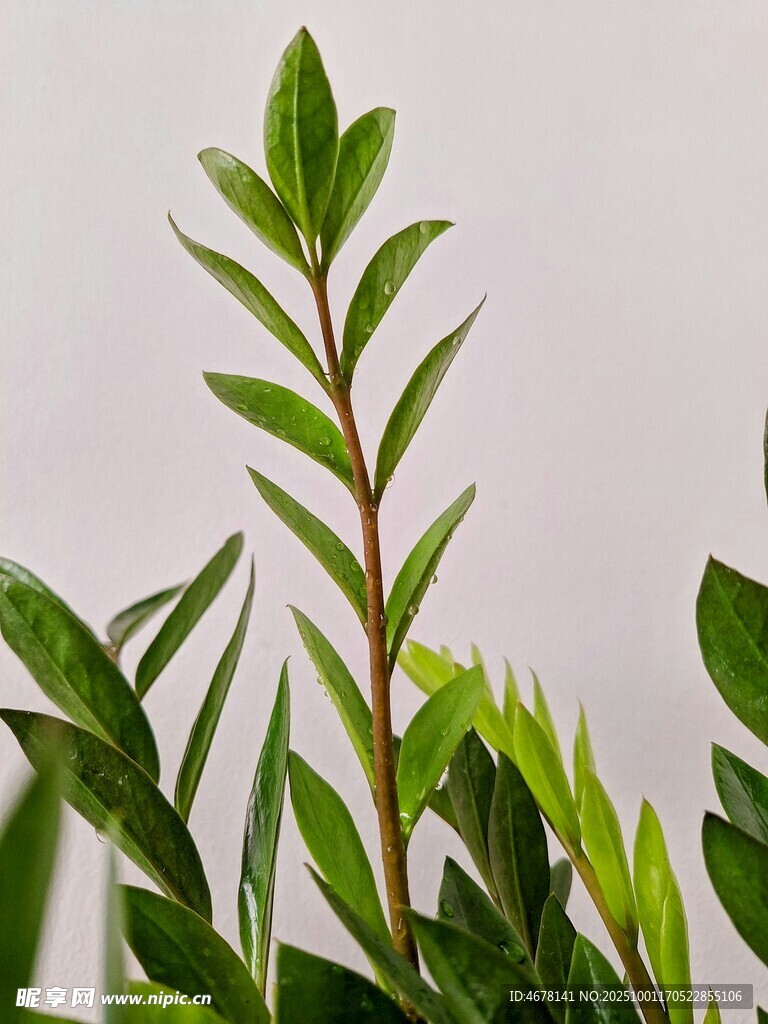 翠綠清新植物特寫