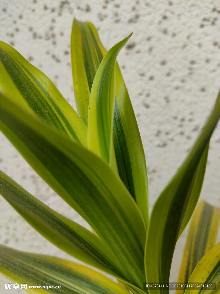 翠綠條紋葉片植物特寫