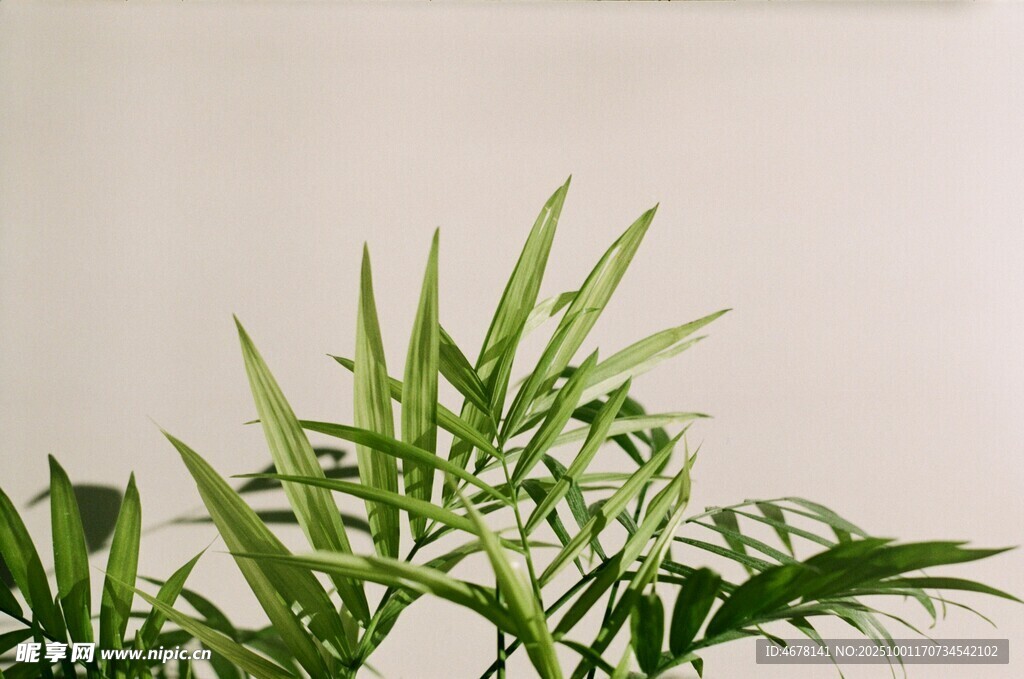 翠綠清新的室內(nèi)綠植