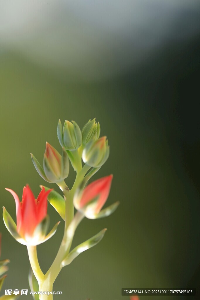 嬌艷含苞待放的紅色花朵