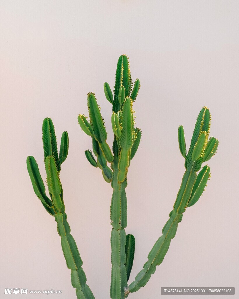 直立仙人掌特寫