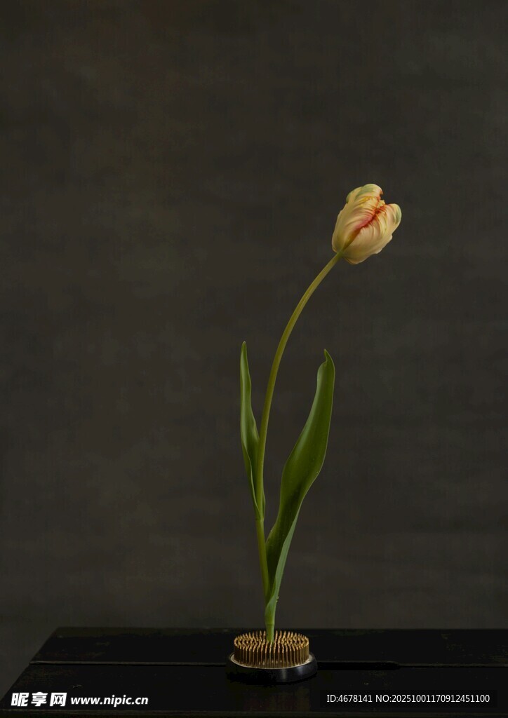 單枝淡色郁金香靜物照