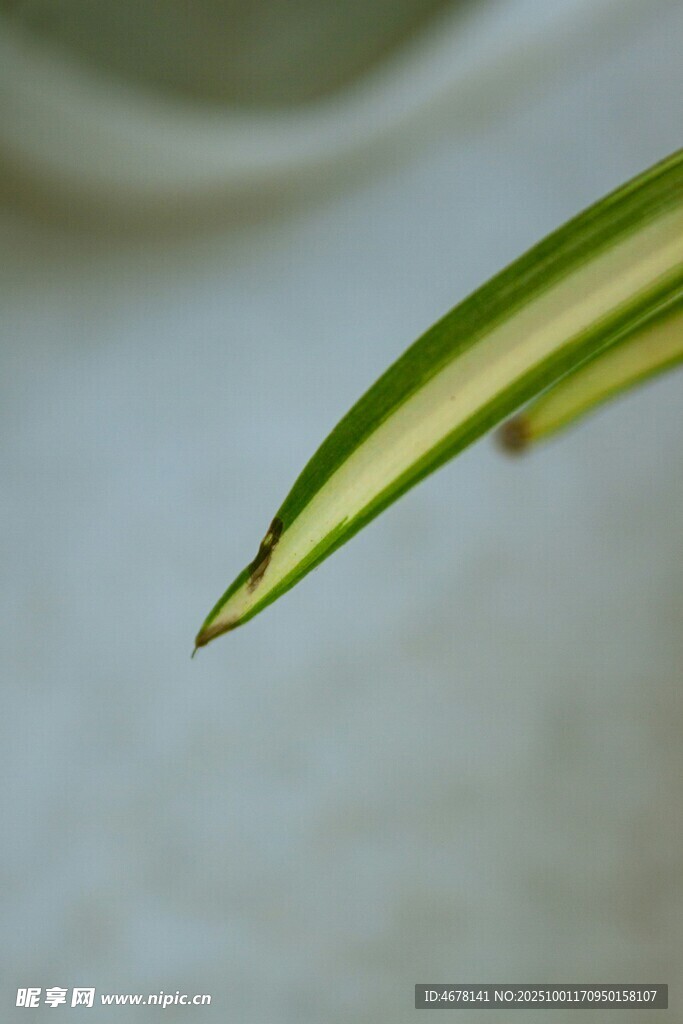黃綠條紋葉片特寫