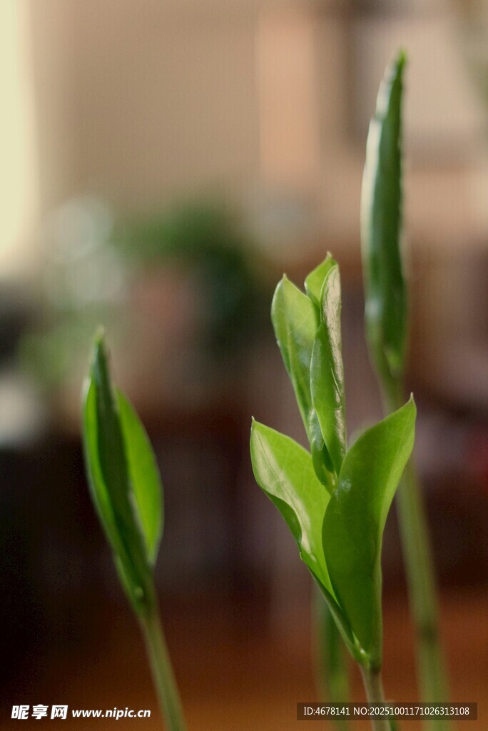 嫩綠新芽初綻