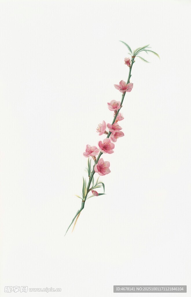 一枝粉色小花插畫