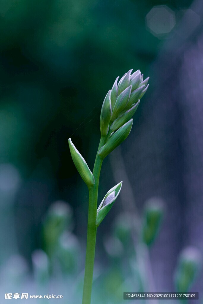 嫩綠植物特寫清新生機(jī)