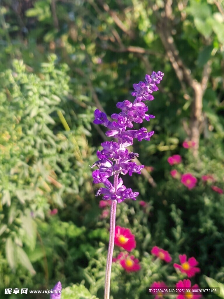 紫色花卉綻放于綠植間