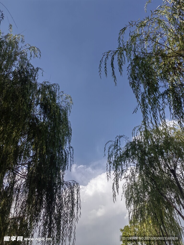 藍(lán)天垂柳美景