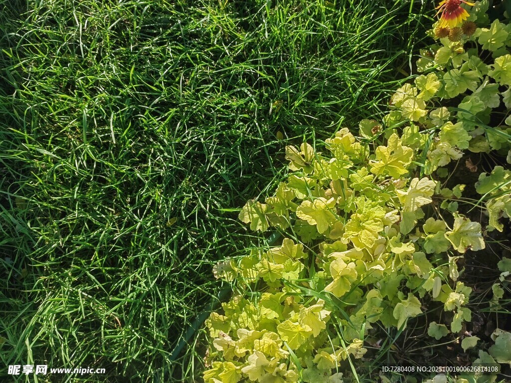 黃綠相間的多彩植物景觀