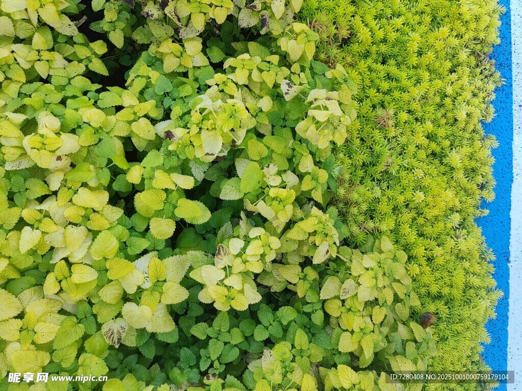 翠綠植物墻清新自然風