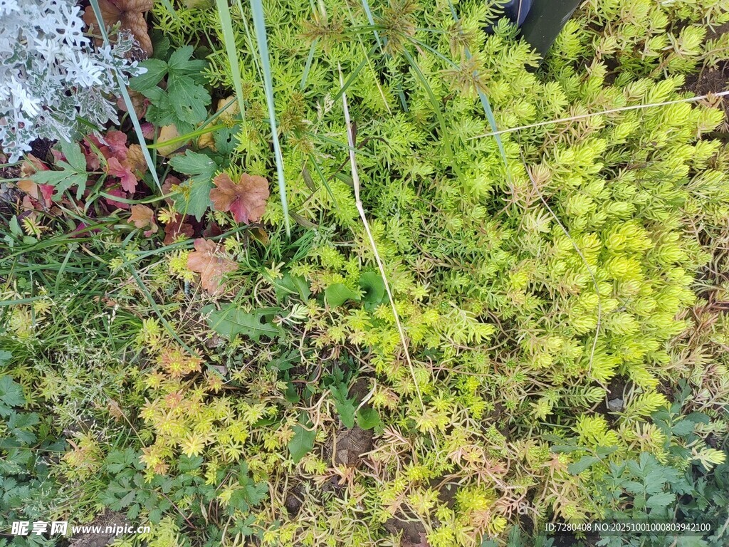 翠綠植物景觀