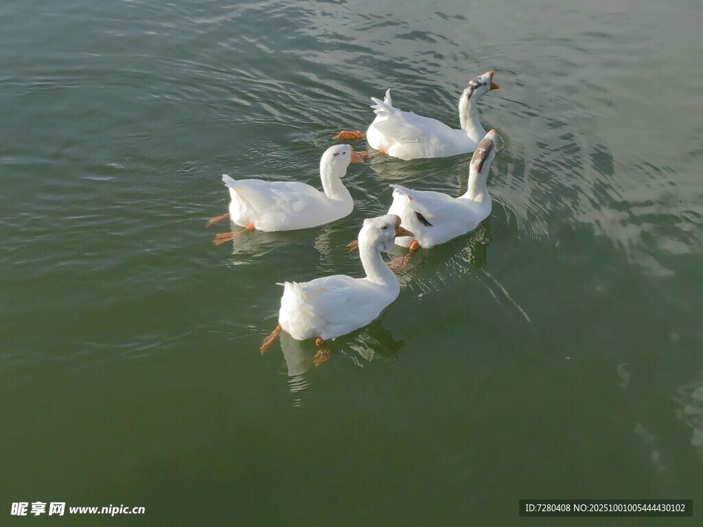 水中白鵝悠游