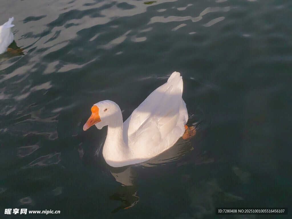 水中白鵝悠然游