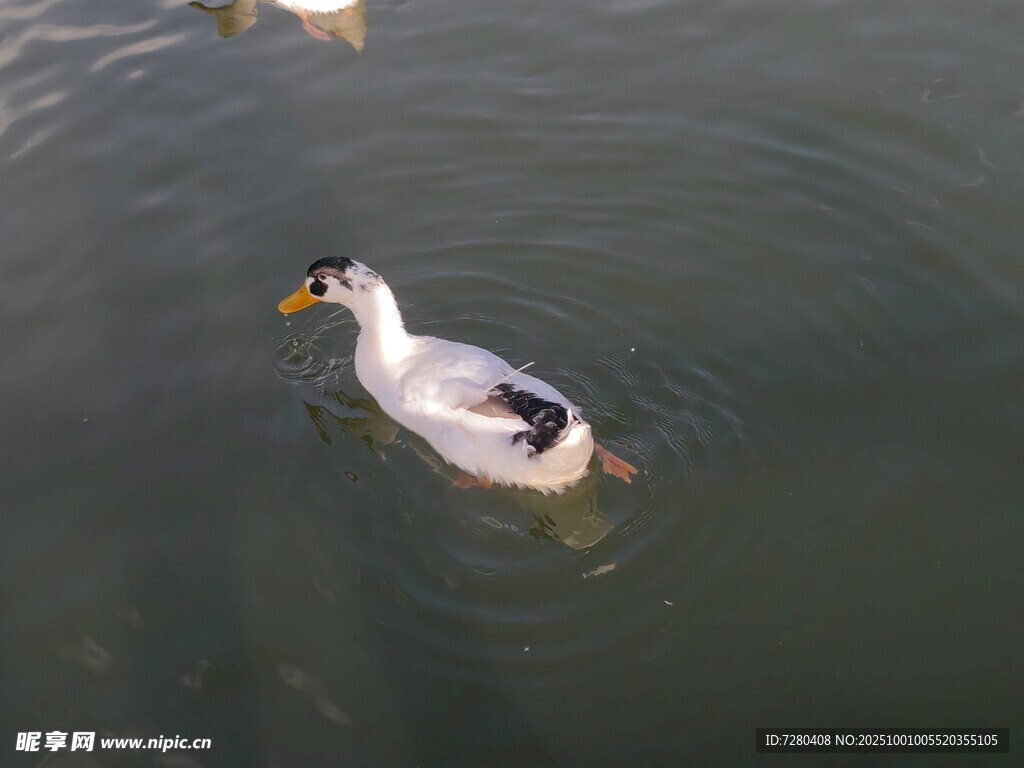 水中游弋的鴨子
