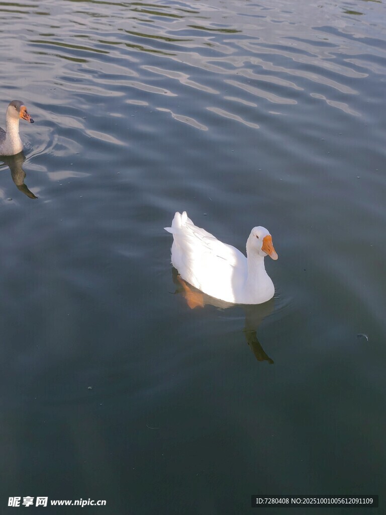 水中游弋的白鵝
