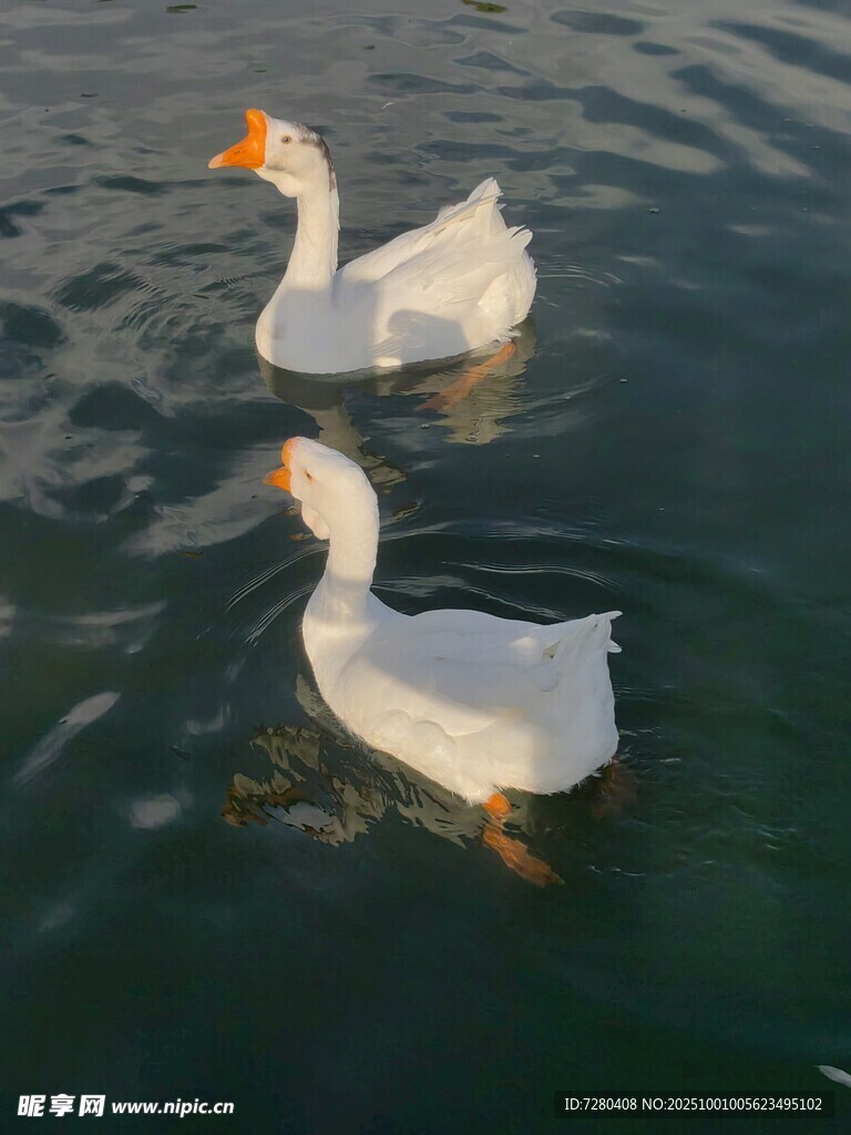 水中雙鵝悠游