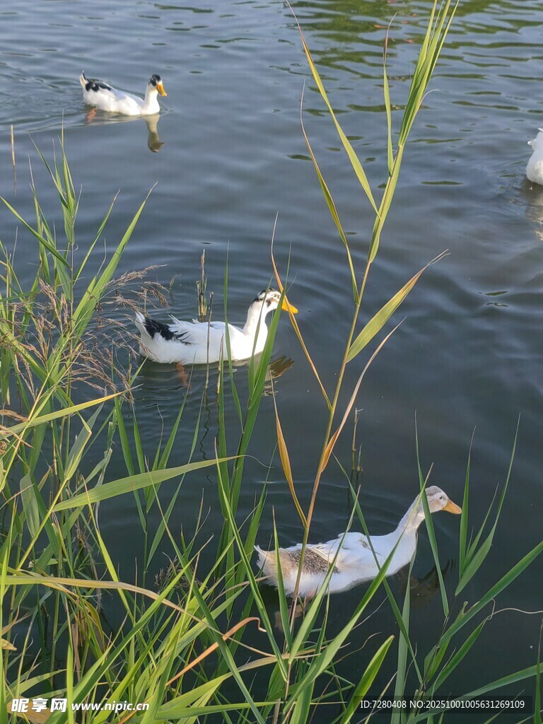 水中游弋的鴨子與水草