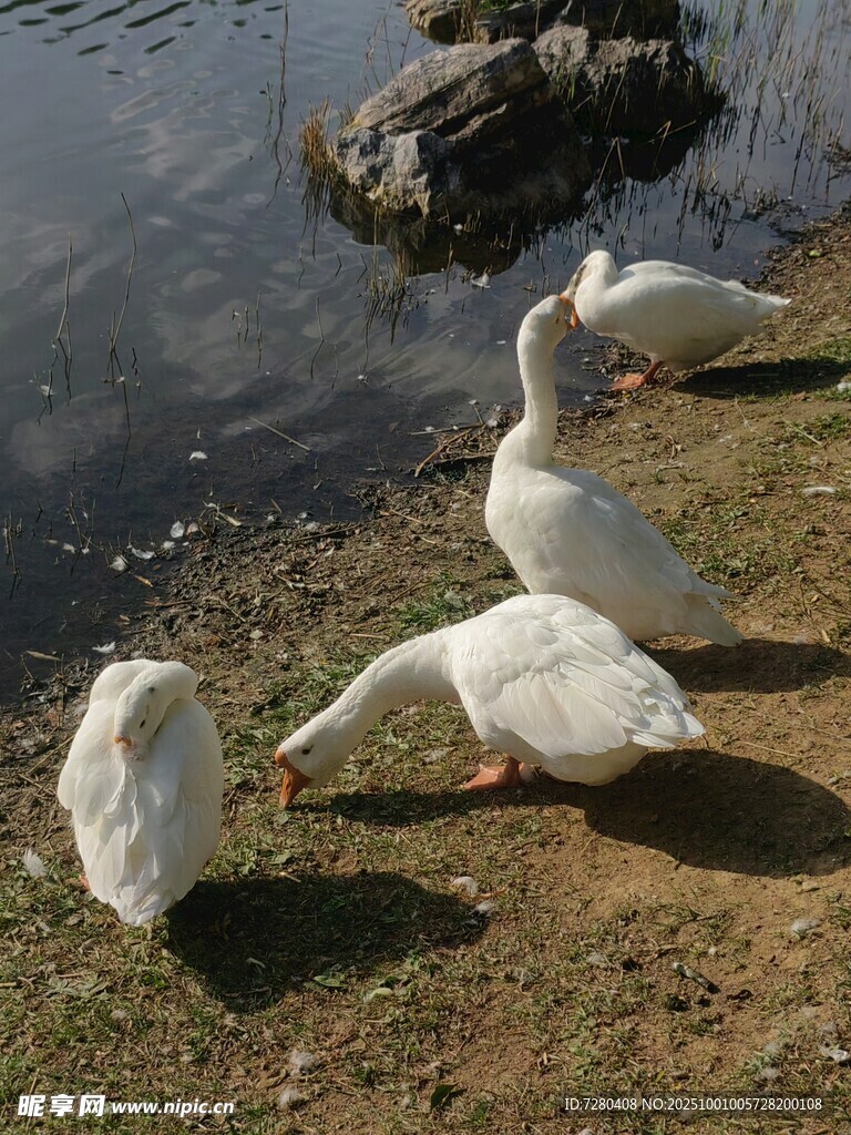岸邊白鵝覓食圖