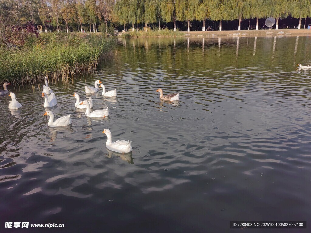 湖畔群鵝戲水圖