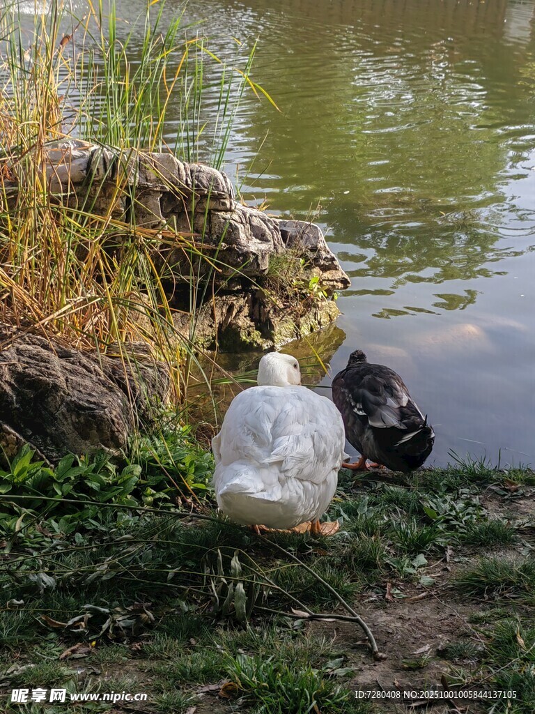 岸邊鴨子與白色物件