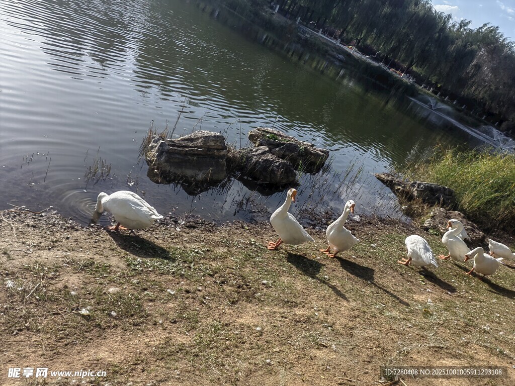 岸邊群鵝臨水而立