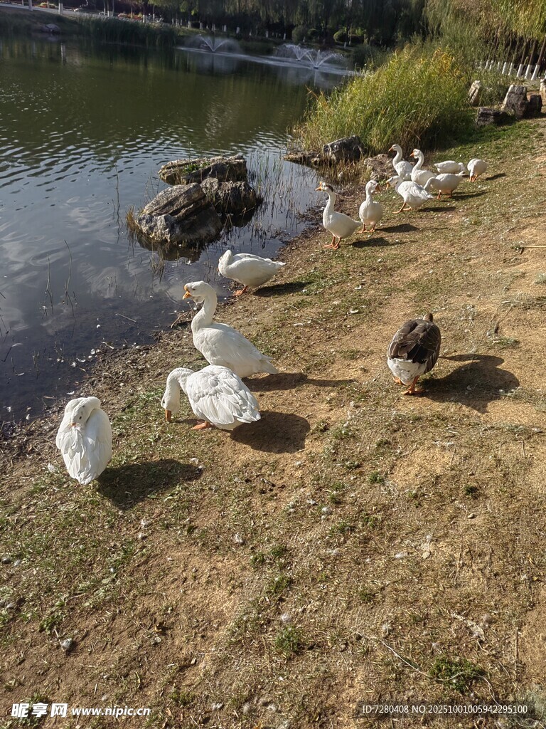 湖畔群鵝休憩