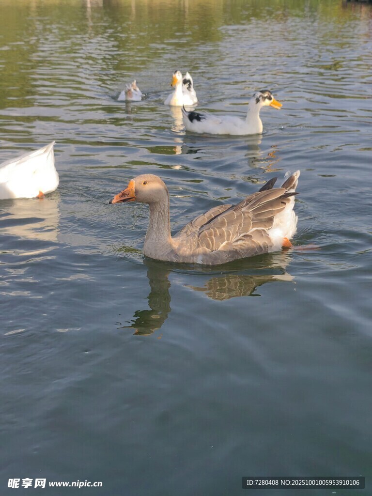 水中游弋的鵝與鴨