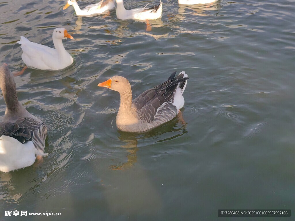 水中群鵝悠游