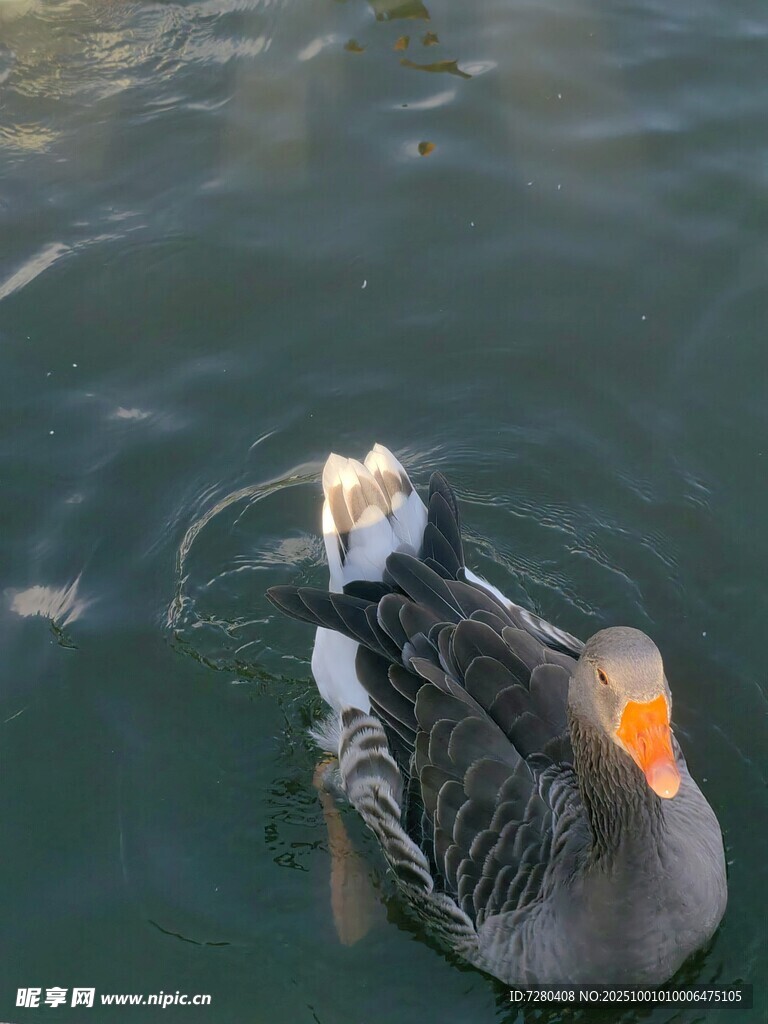 水中游弋的灰鵝